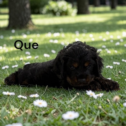 puppy, for, sale, Cocker Spaniel, Joe & Cherri  Overlease, dog, breeder, Miller, MO, dog-breeder, puppy-for-sale, forsale, nearby, find, puppyfind, locator, puppylocator, aca